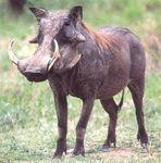 warthog.jpg